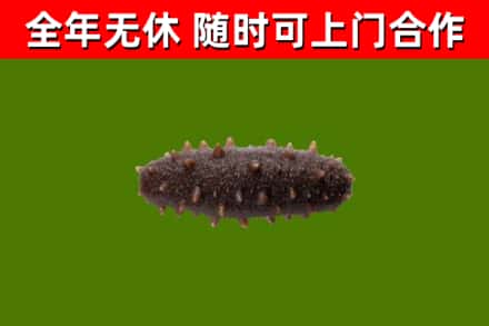 黄岩烟酒回收干海参.jpg